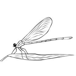 Malvorlage: Libelle (Tiere) #9959 - Kostenlose Malvorlagen zum Ausdrucken