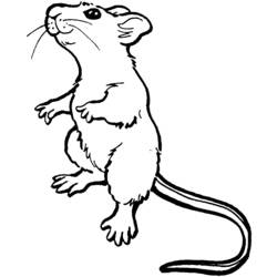 Malvorlage: Maus (Tiere) #13953 - Kostenlose Malvorlagen zum Ausdrucken