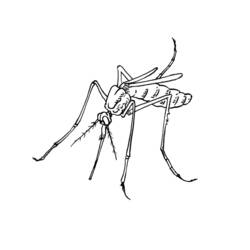 Malvorlage: Mücke (Tiere) #11319 - Kostenlose Malvorlagen zum Ausdrucken