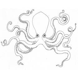 Malvorlage: Oktopus (Tiere) #18918 - Kostenlose Malvorlagen zum Ausdrucken