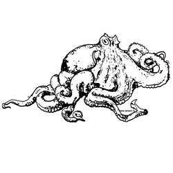 Malvorlage: Oktopus (Tiere) #18940 - Kostenlose Malvorlagen zum Ausdrucken