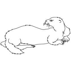 Malvorlage: Otter (Tiere) #10641 - Kostenlose Malvorlagen zum Ausdrucken