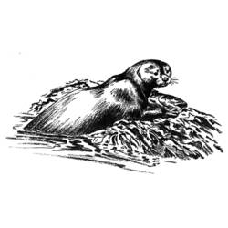 Malvorlage: Otter (Tiere) #10688 - Kostenlose Malvorlagen zum Ausdrucken