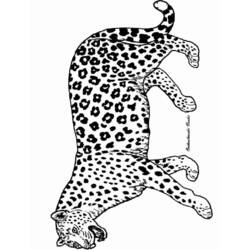 Malvorlage: Panther (Tiere) #15520 - Kostenlose Malvorlagen zum Ausdrucken
