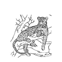 Malvorlage: Panther (Tiere) #15566 - Kostenlose Malvorlagen zum Ausdrucken