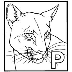 Malvorlage: Panther (Tiere) #15594 - Kostenlose Malvorlagen zum Ausdrucken