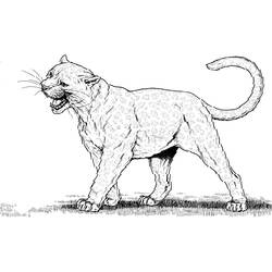 Malvorlage: Panther (Tiere) #15596 - Kostenlose Malvorlagen zum Ausdrucken