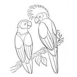 Malvorlage: Papagei (Tiere) #16064 - Kostenlose Malvorlagen zum Ausdrucken