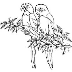 Malvorlage: Papagei (Tiere) #16070 - Kostenlose Malvorlagen zum Ausdrucken