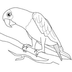 Malvorlage: Papagei (Tiere) #16075 - Kostenlose Malvorlagen zum Ausdrucken