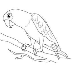 Malvorlage: Papagei (Tiere) #16085 - Kostenlose Malvorlagen zum Ausdrucken