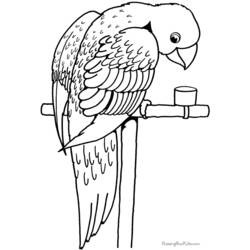 Malvorlage: Papagei (Tiere) #16090 - Kostenlose Malvorlagen zum Ausdrucken