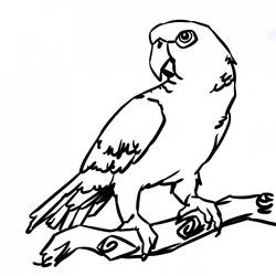 Malvorlage: Papagei (Tiere) #16105 - Kostenlose Malvorlagen zum Ausdrucken