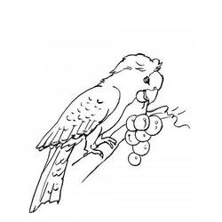 Malvorlage: Papagei (Tiere) #16106 - Kostenlose Malvorlagen zum Ausdrucken