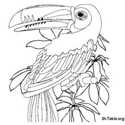Malvorlage: Papagei (Tiere) #16121 - Kostenlose Malvorlagen zum Ausdrucken