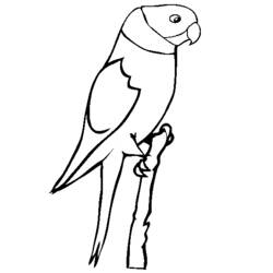 Malvorlage: Papagei (Tiere) #16169 - Kostenlose Malvorlagen zum Ausdrucken