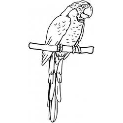 Malvorlage: Papagei (Tiere) #16209 - Kostenlose Malvorlagen zum Ausdrucken