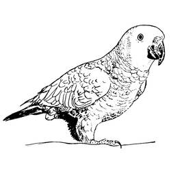 Malvorlage: Papagei (Tiere) #16251 - Kostenlose Malvorlagen zum Ausdrucken