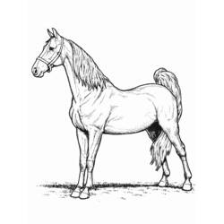 Malvorlage: Pferd (Tiere) #2184 - Kostenlose Malvorlagen zum Ausdrucken