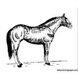 Malvorlage: Pferd (Tiere) #2243 - Kostenlose Malvorlagen zum Ausdrucken
