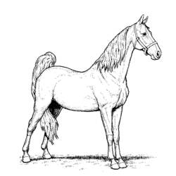 Malvorlage: Pferd (Tiere) #2355 - Kostenlose Malvorlagen zum Ausdrucken