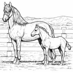 Malvorlage: Pony (Tiere) #17967 - Kostenlose Malvorlagen zum Ausdrucken