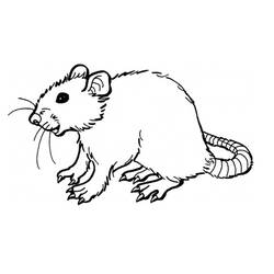 Malvorlage: Ratte (Tiere) #15162 - Kostenlose Malvorlagen zum Ausdrucken