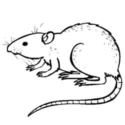 Malvorlage: Ratte (Tiere) #15164 - Kostenlose Malvorlagen zum Ausdrucken