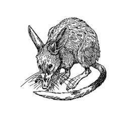 Malvorlage: Ratte (Tiere) #15182 - Kostenlose Malvorlagen zum Ausdrucken