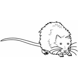 Malvorlage: Ratte (Tiere) #15183 - Kostenlose Malvorlagen zum Ausdrucken