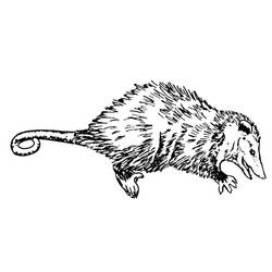 Malvorlage: Ratte (Tiere) #15254 - Kostenlose Malvorlagen zum Ausdrucken