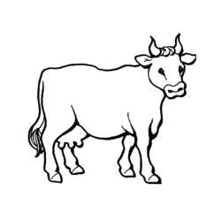 Malvorlage: Rindfleisch (Tiere) #1340 - Kostenlose Malvorlagen zum Ausdrucken
