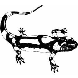 Malvorlage: Salamander (Tiere) #19889 - Druckbare Malvorlagen