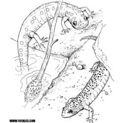 Malvorlage: Salamander (Tiere) #19890 - Druckbare Malvorlagen