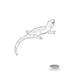 Malvorlage: Salamander (Tiere) #19901 - Druckbare Malvorlagen