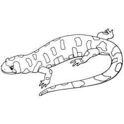 Malvorlage: Salamander (Tiere) #19902 - Druckbare Malvorlagen