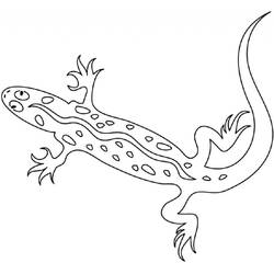 Malvorlage: Salamander (Tiere) #19930 - Druckbare Malvorlagen