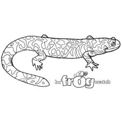 Malvorlage: Salamander (Tiere) #19956 - Druckbare Malvorlagen