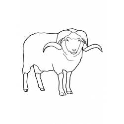 Malvorlage: Schaf (Tiere) #11421 - Kostenlose Malvorlagen zum Ausdrucken