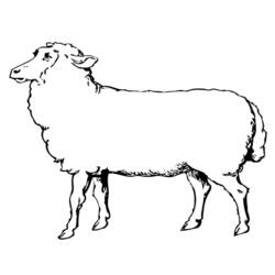 Malvorlage: Schaf (Tiere) #11452 - Kostenlose Malvorlagen zum Ausdrucken