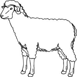 Malvorlage: Schaf (Tiere) #11467 - Kostenlose Malvorlagen zum Ausdrucken