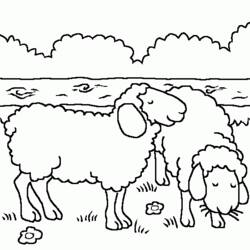 Malvorlage: Schaf (Tiere) #11500 - Kostenlose Malvorlagen zum Ausdrucken