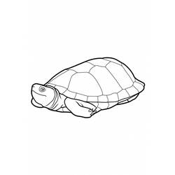 Malvorlage: Schildkröte (Tiere) #13405 - Kostenlose Malvorlagen zum Ausdrucken