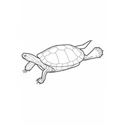 Malvorlage: Schildkröte (Tiere) #13417 - Kostenlose Malvorlagen zum Ausdrucken