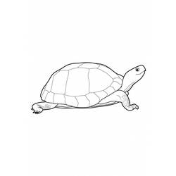 Malvorlage: Schildkröte (Tiere) #13435 - Kostenlose Malvorlagen zum Ausdrucken
