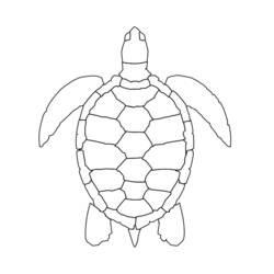Malvorlage: Schildkröte (Tiere) #13467 - Kostenlose Malvorlagen zum Ausdrucken