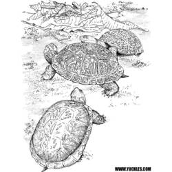Malvorlage: Schildkröte (Tiere) #13470 - Kostenlose Malvorlagen zum Ausdrucken