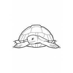 Malvorlage: Schildkröte (Tiere) #13507 - Kostenlose Malvorlagen zum Ausdrucken