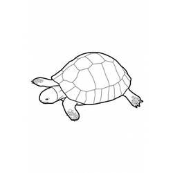 Malvorlage: Schildkröte (Tiere) #13538 - Kostenlose Malvorlagen zum Ausdrucken