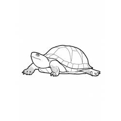 Malvorlage: Schildkröte (Tiere) #13545 - Kostenlose Malvorlagen zum Ausdrucken